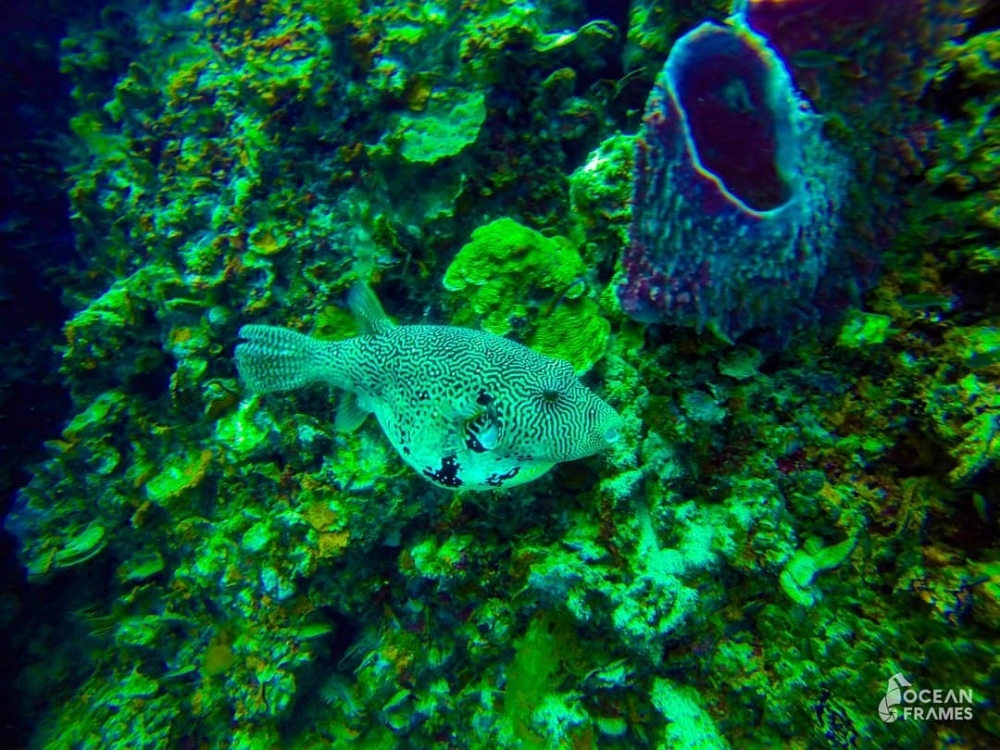 Cận cảnh lớp da gai góc của cá nóc khi biến hình