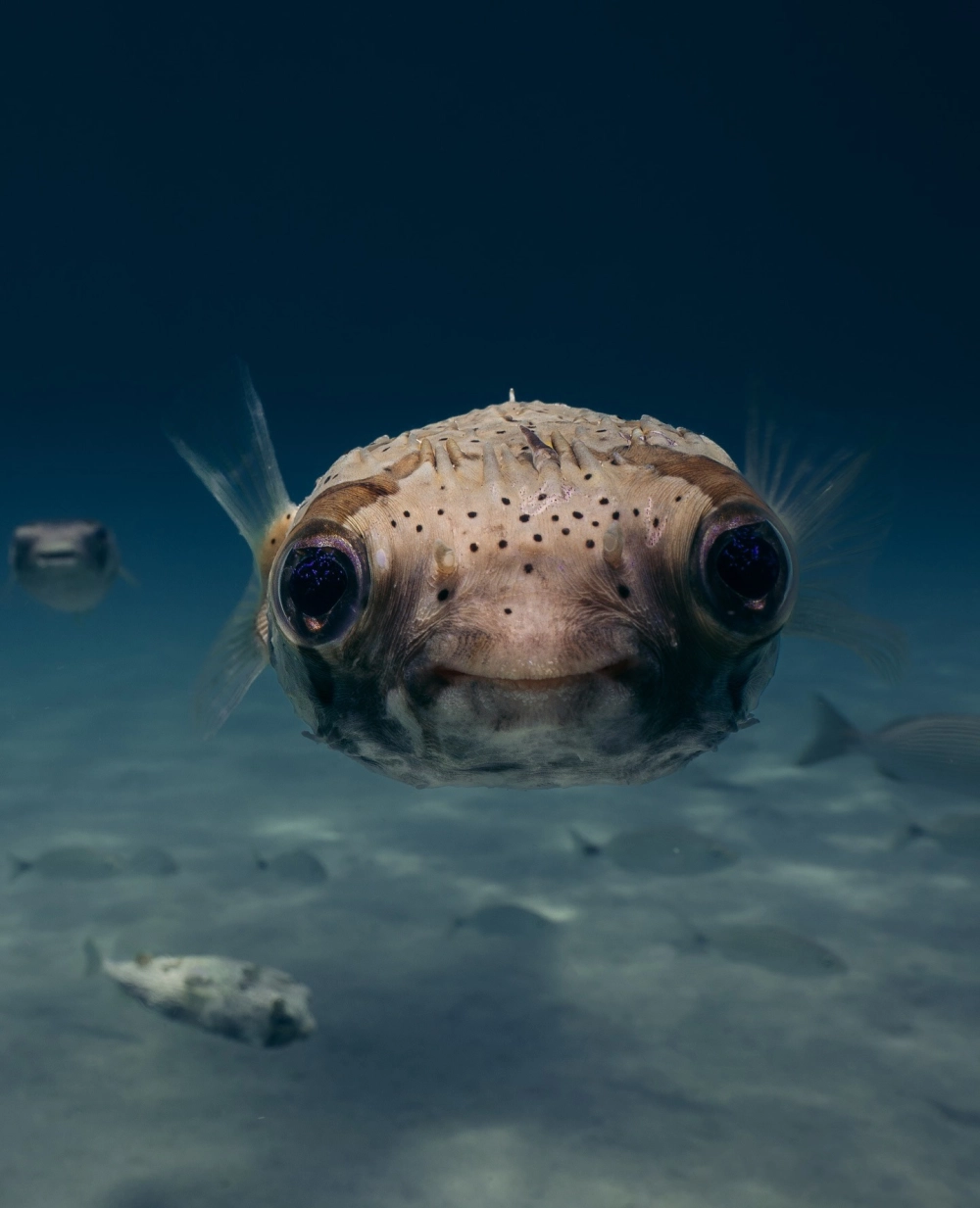 Cá nóc mặt chó bơi thong dong trong làn nước xanh