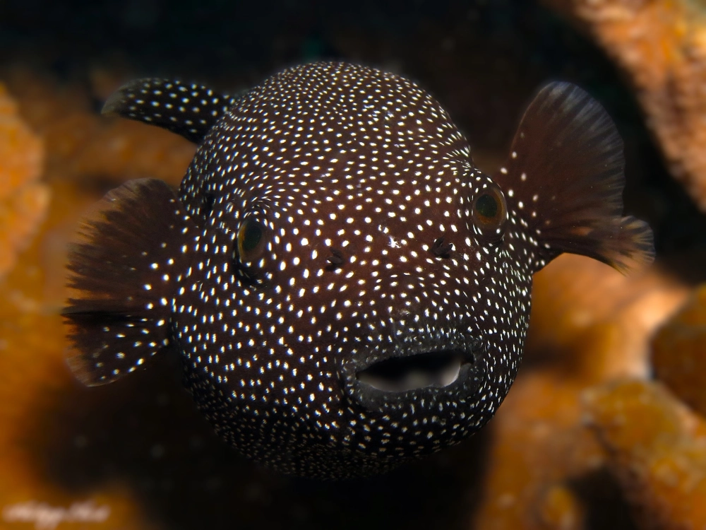 Chú cá nóc con dễ thương với đôi mắt to tròn