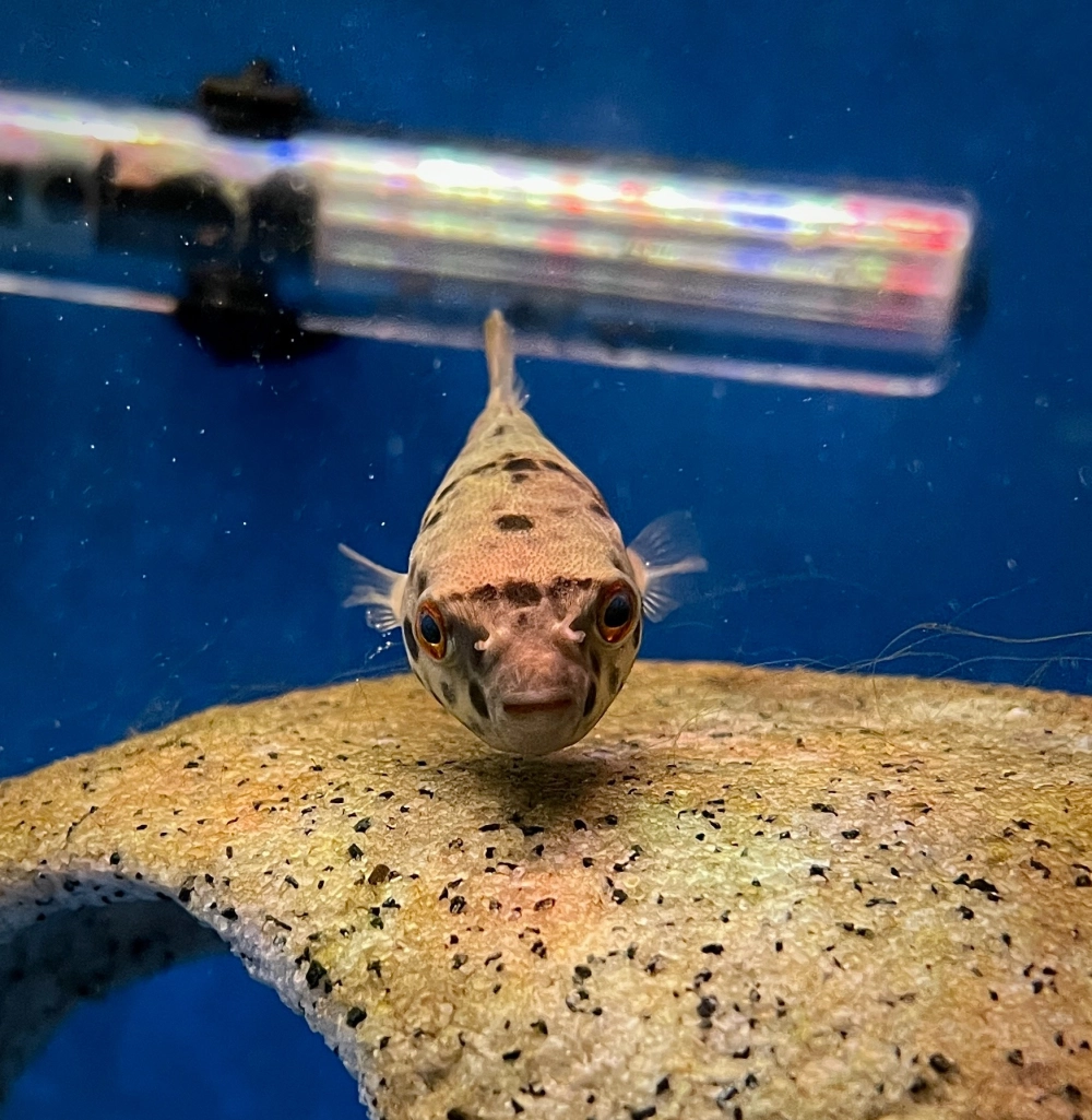 Hình ảnh cá nóc đang phồng to bảo vệ bản thân