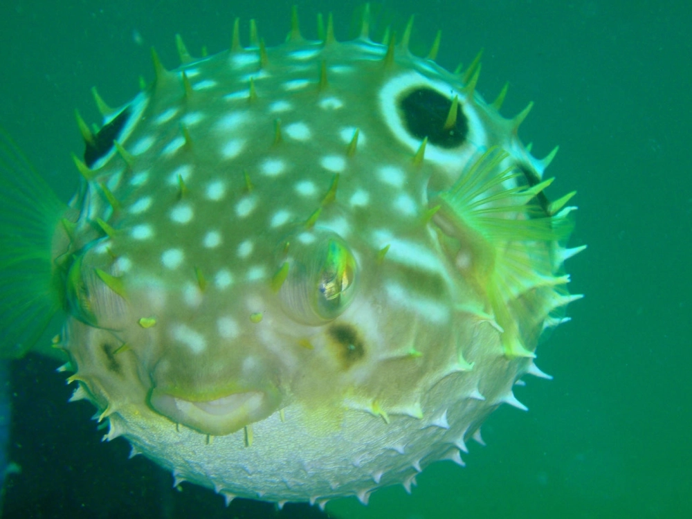 Sinh vật biển cá nóc ẩn mình dưới lớp cát mịn