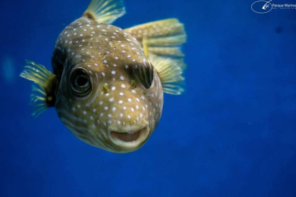 Cấu trúc vây lưng mềm mại của loài cá nóc biển