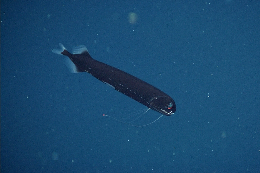 Sinh vật kỳ lạ cá rồng biển sâu dưới ống kính khoa học