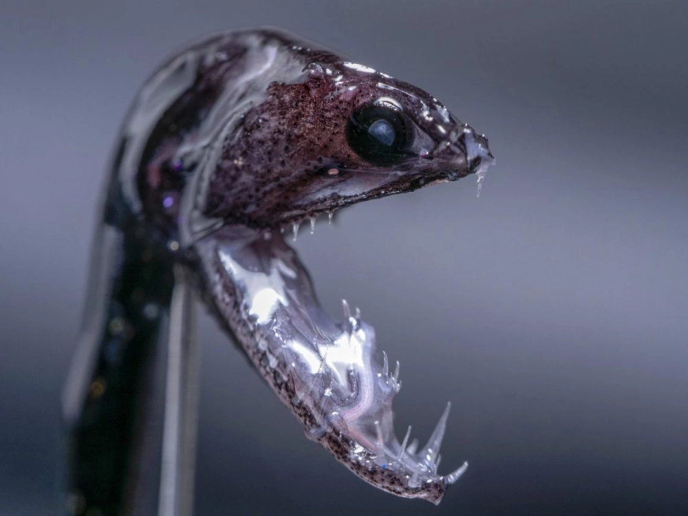 Cá rồng biển sâu nhỏ bé nhưng mang hình hài đáng sợ