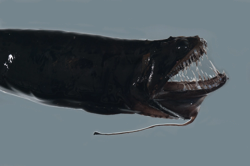 Răng nanh dài xuyên qua hàm của cá rồng biển sâu