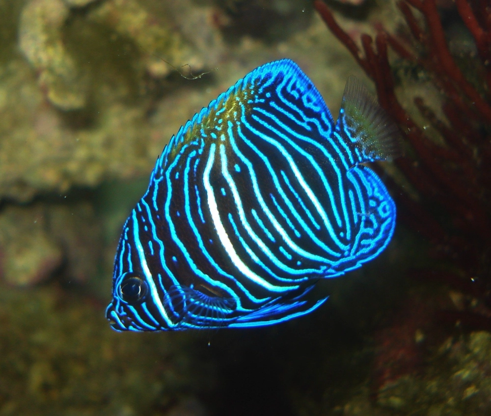 Cá thần tiên đá quý lấp lánh sắc xanh lục bảo