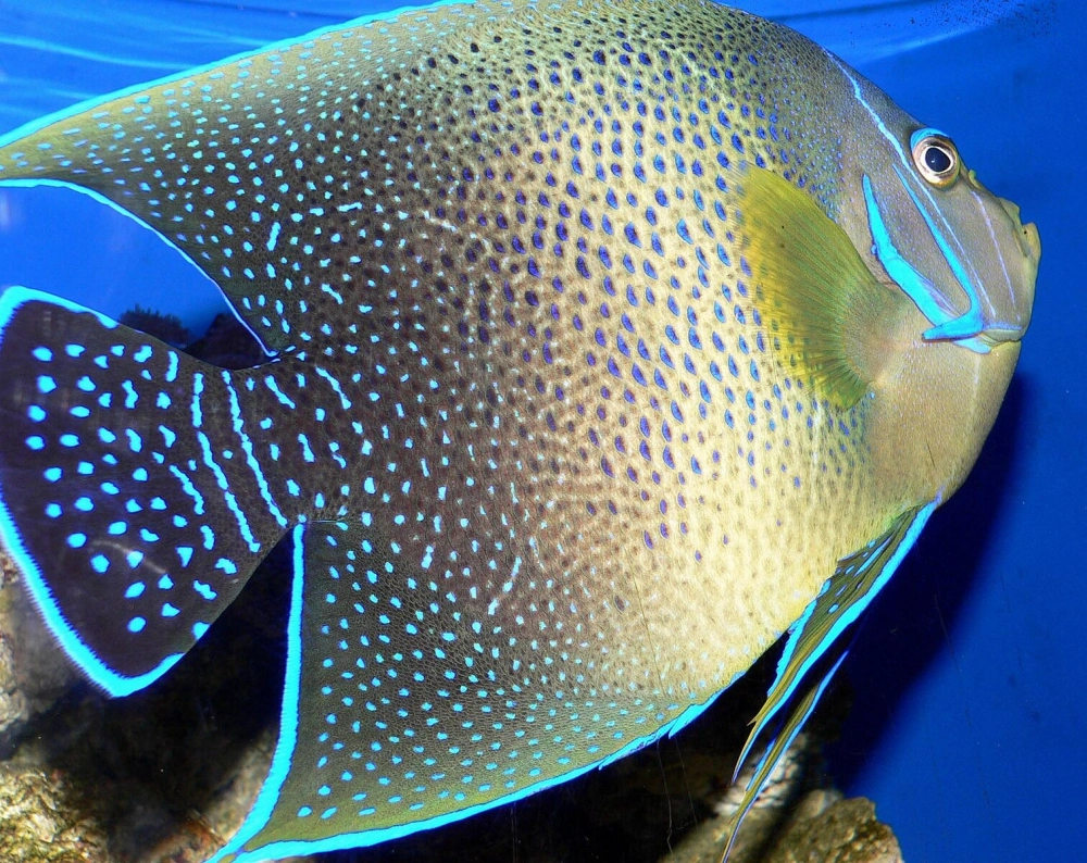 Bố cục ảnh cá thần tiên đối xứng cực kỳ nghệ thuật