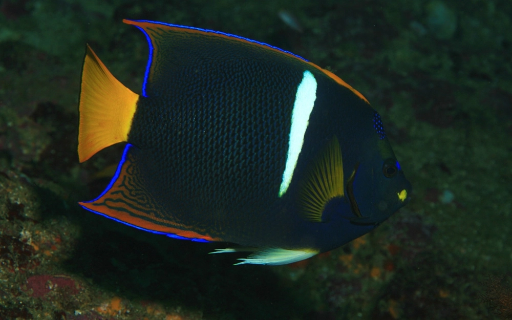 Hình ảnh cá thần tiên bơi lượn quanh các hốc đá