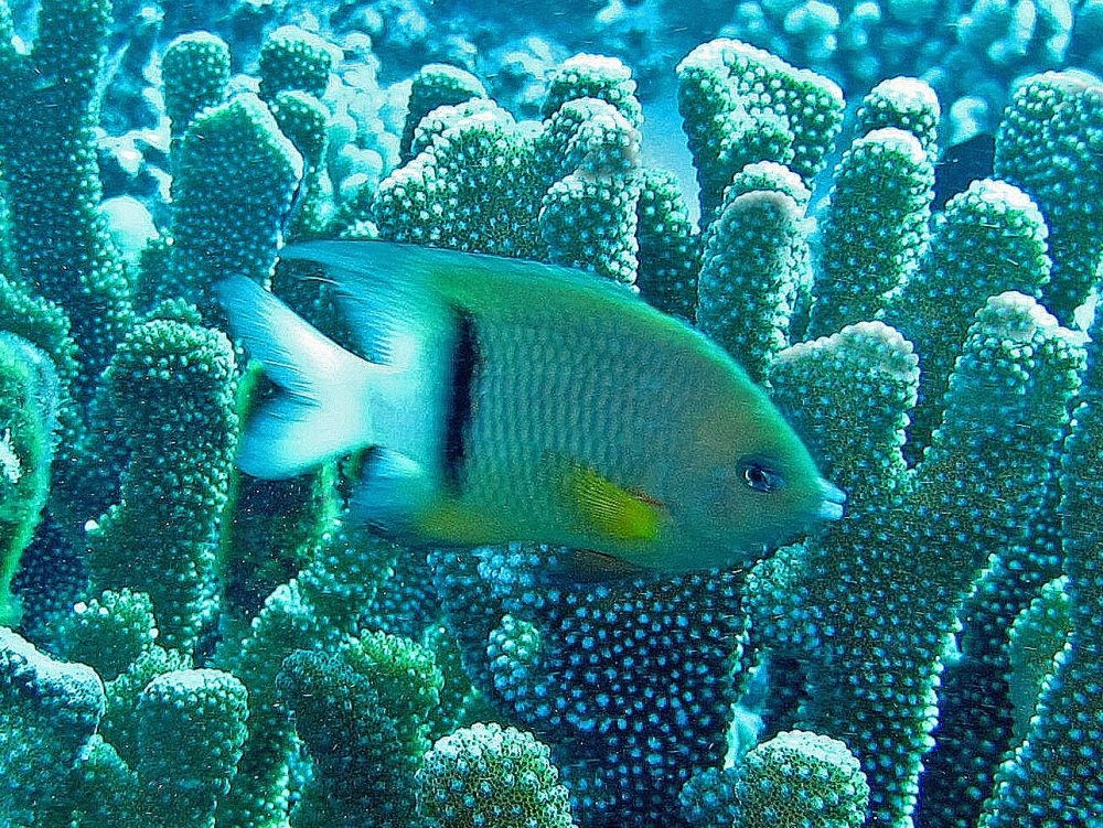 Cá thần tiên vằn hổ mang vẻ đẹp hoang dã tự nhiên