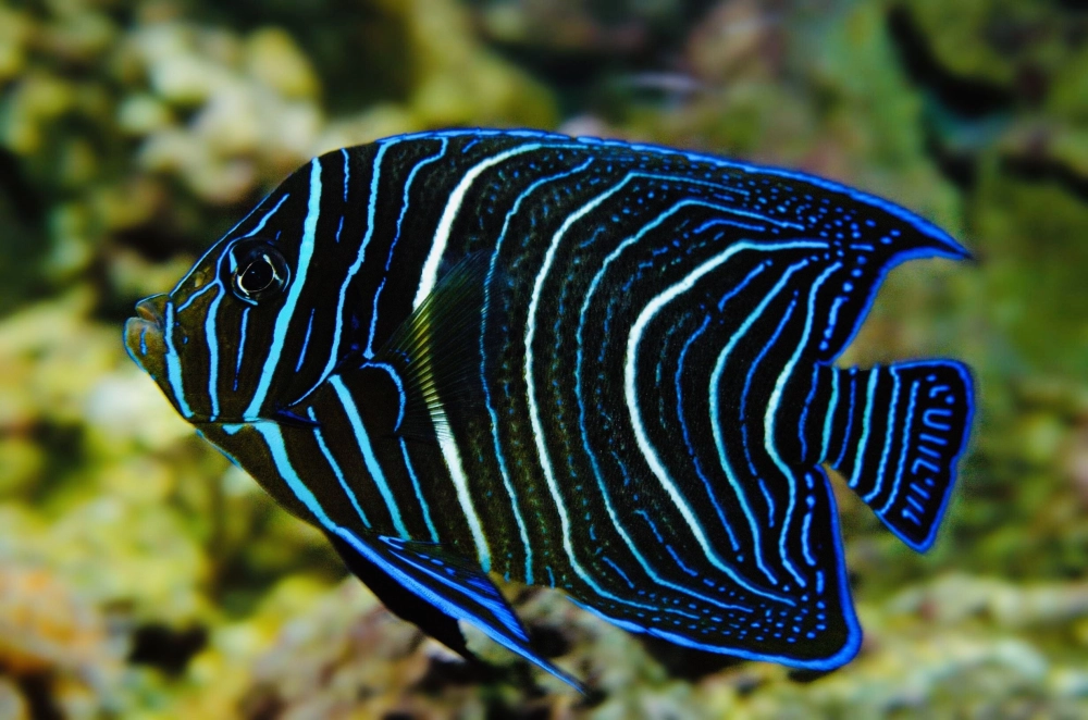 Cá thần tiên đen huyền bí nổi bật trong hồ thủy sinh