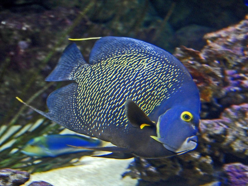 Cá thần tiên xanh hoàng đế lộng lẫy dưới ánh đèn