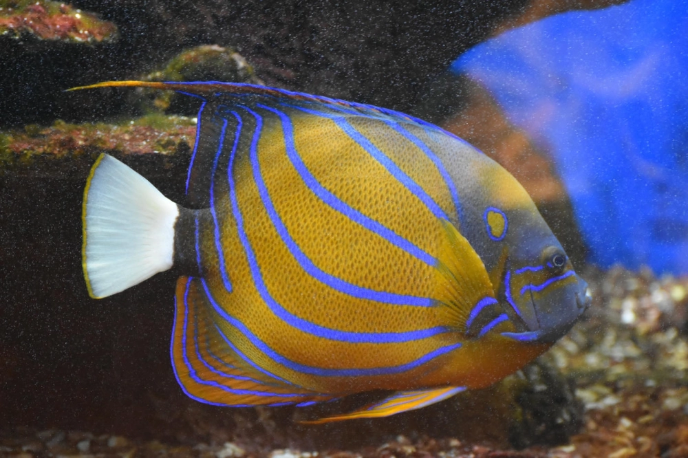 Cá thần tiên sọc đen trắng bơi giữa rạn san hô rực rỡ