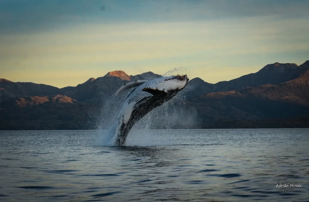 Cận cảnh mắt của loài cá voi lưng gù hiền lành