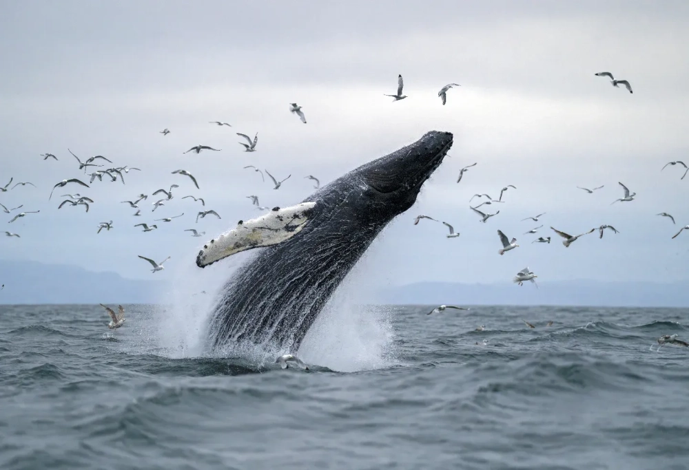 Một chú cá voi lưng gù đang hát dưới lòng biển sâu