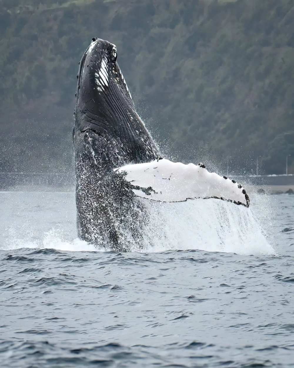 Đàn chim biển bay quanh nơi cá voi lưng gù đang trồi lên