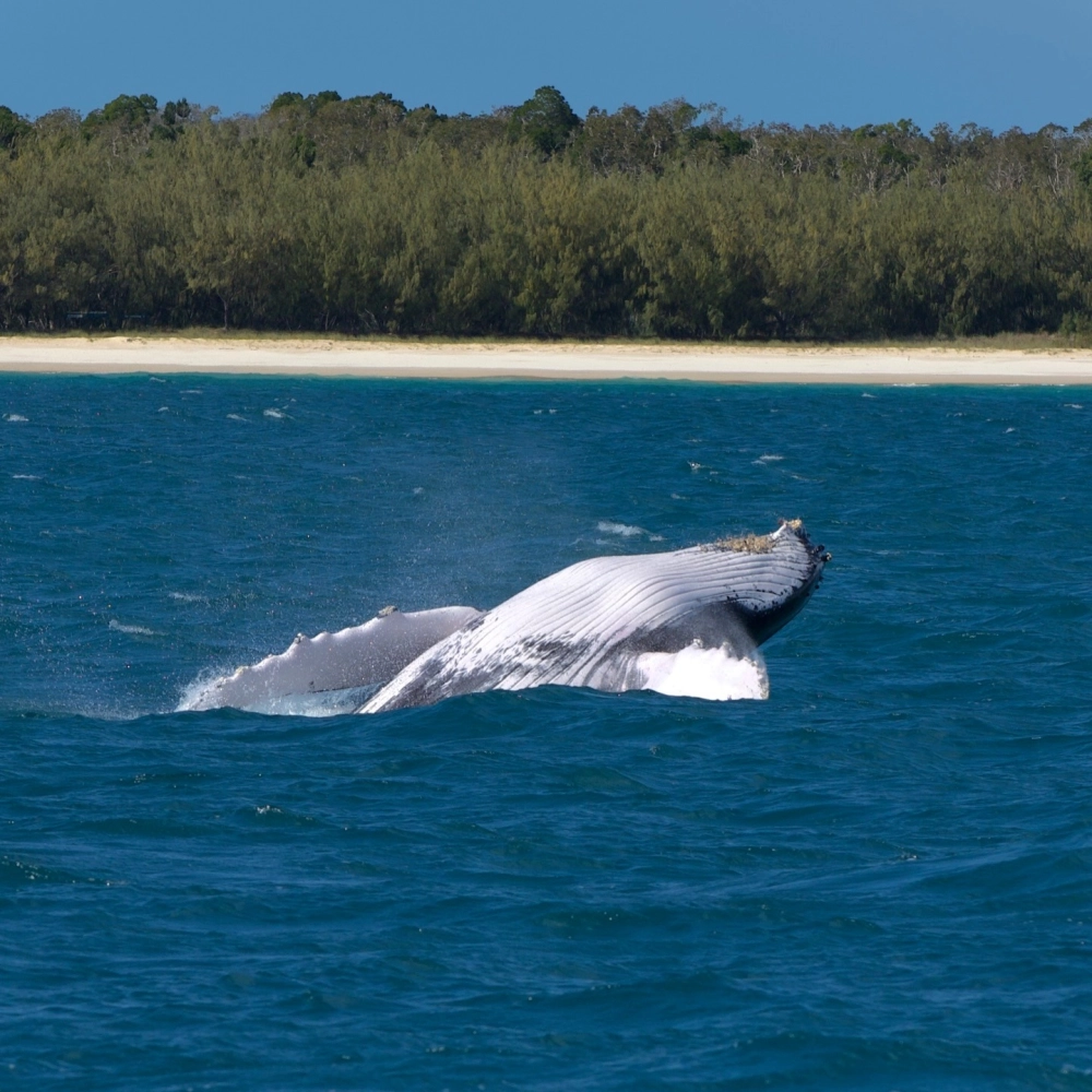 Góc nghiêng tuyệt đẹp của cá voi lưng gù khi đang lặn xuống