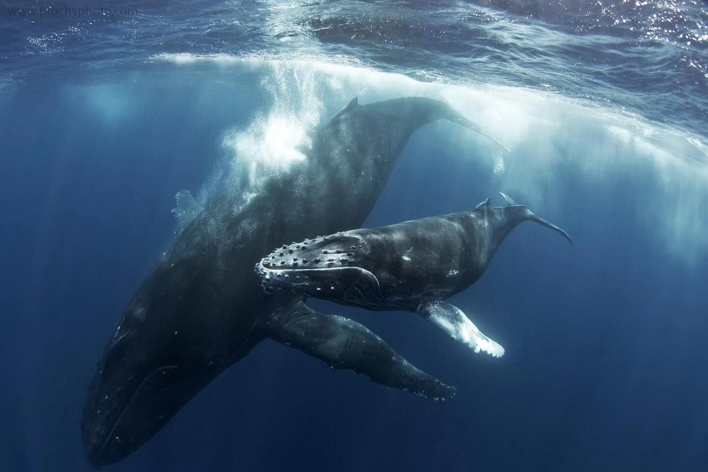 Ảnh chụp cá voi lưng gù từ trên cao giữa làn nước trong vắt