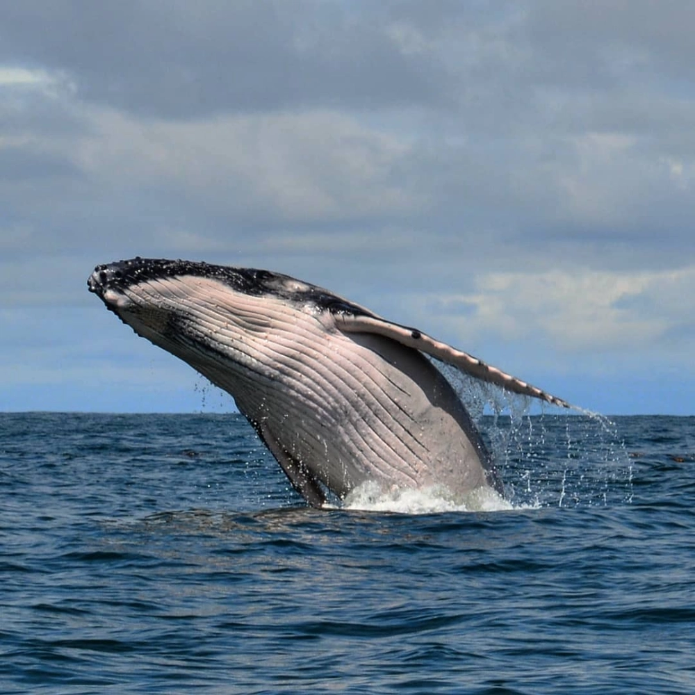 Khoảnh khắc cá voi lưng gù phun nước tạo thành cầu vồng