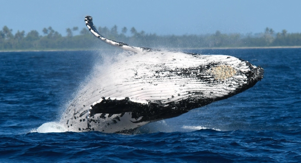 Cá voi lưng gù mẹ và con bơi lội thanh bình dưới đại dương