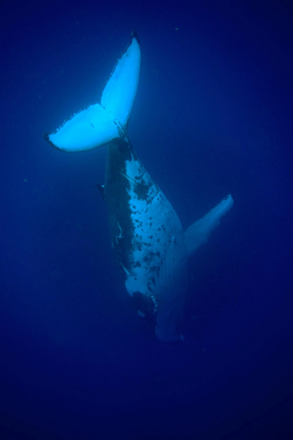 Đuôi cá voi lưng gù nhô cao trên mặt nước lúc hoàng hôn