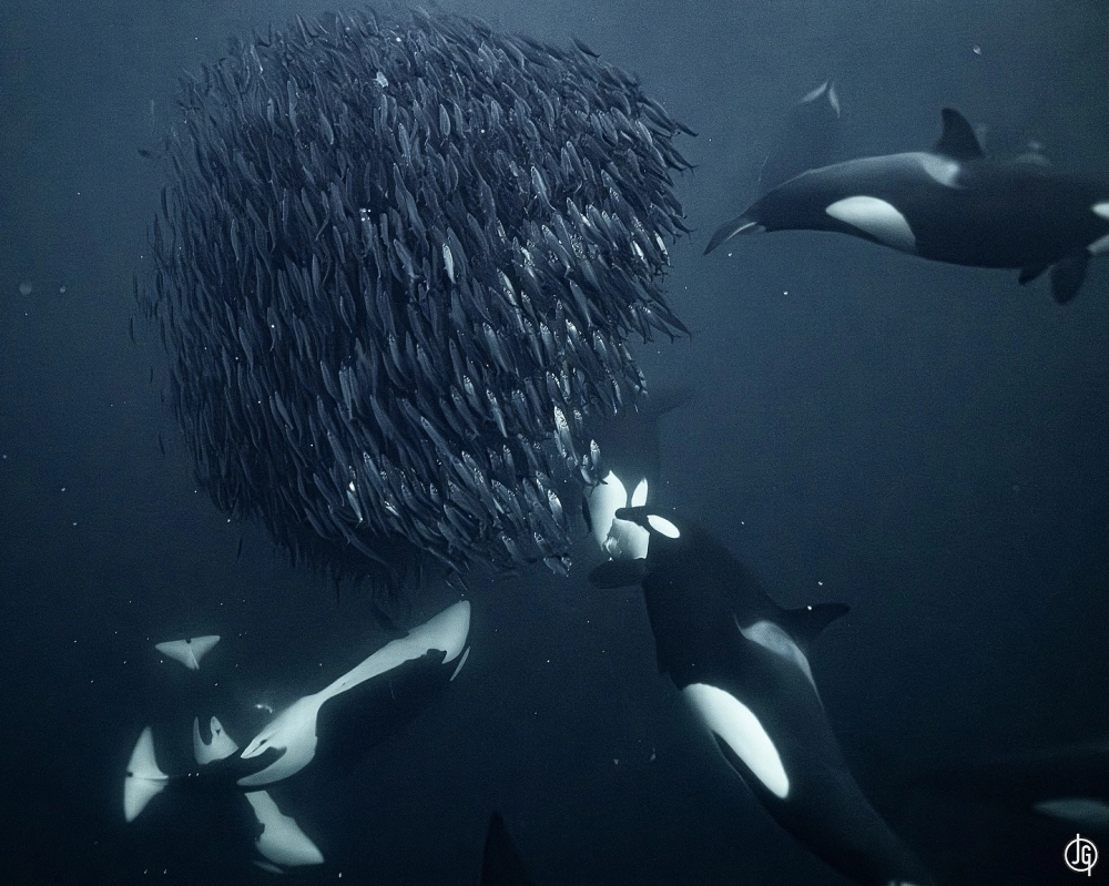 Chú cá voi sát thủ tung mình lên khỏi mặt nước giữa đại dương xanh ngắt