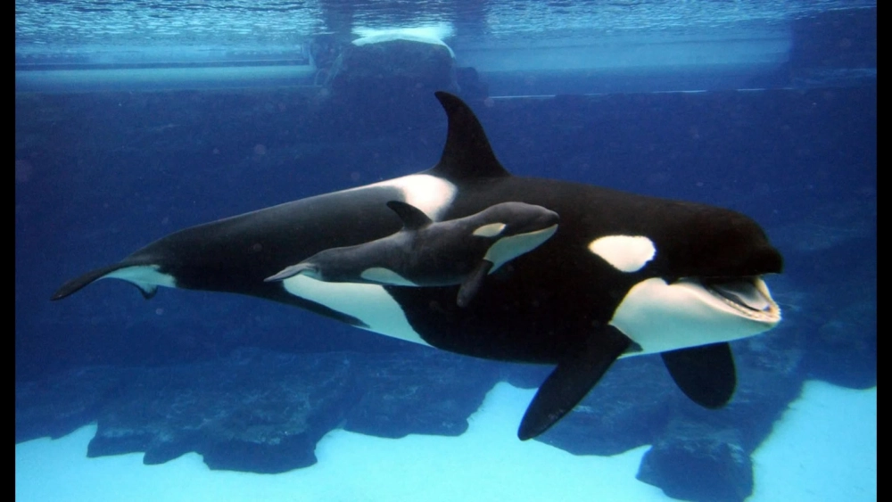 Chiếc đuôi cá voi sát thủ quẫy mạnh trước khi lặn xuống sâu