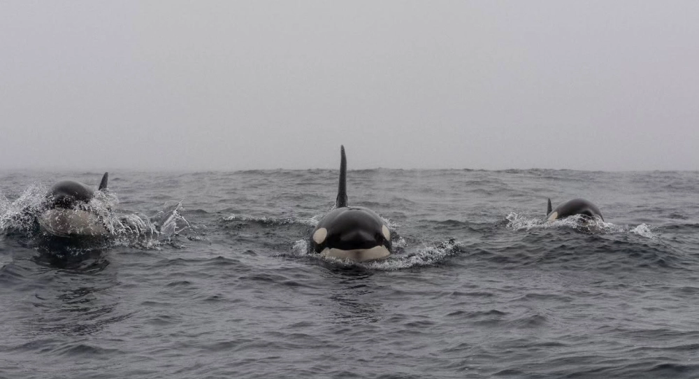 Vẻ đẹp đen trắng đối lập của cá voi sát thủ trong gương nước