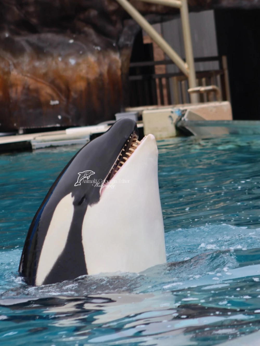 Hình ảnh cá voi sát thủ vọt cao tạo nên những tia nước trắng