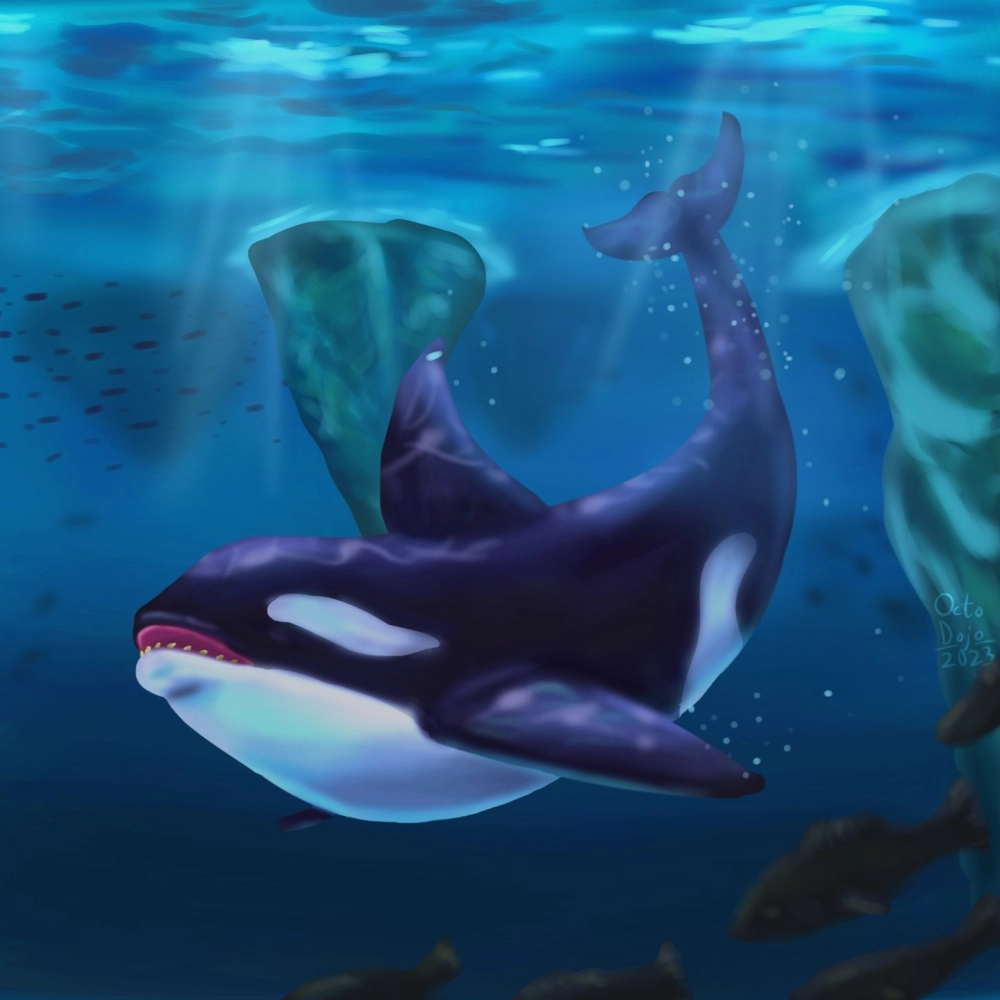 Cận cảnh vây lưng cao vút của cá voi sát thủ trên mặt nước