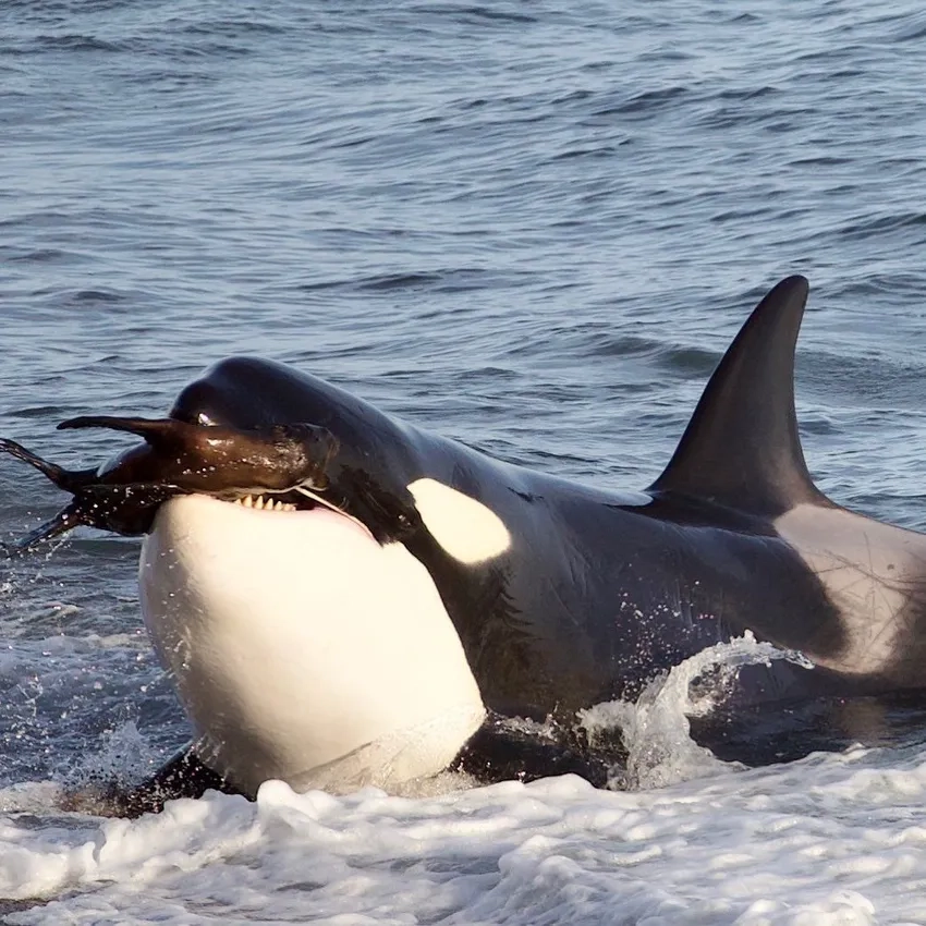 Những killer whale facts thú vị ít người từng biết