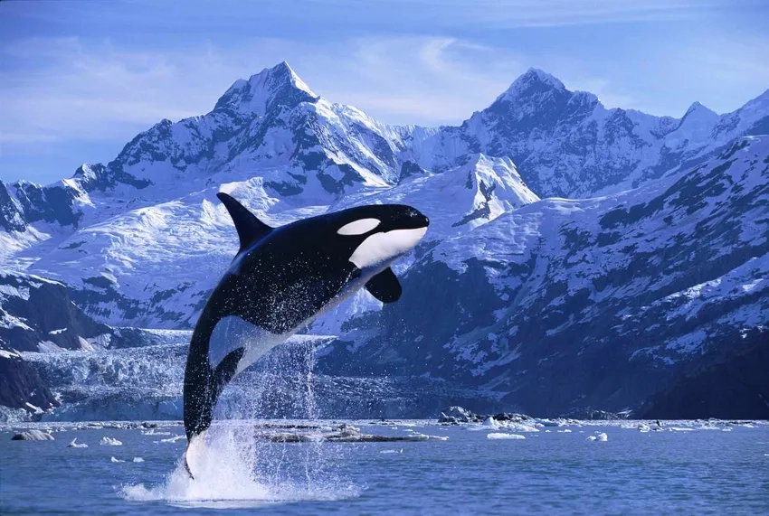 Câu chuyện Blackfish killer whale gây tranh cãi toàn cầu