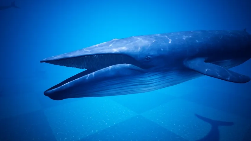 Bộ sưu tập hình ảnh cá voi xanh chân thực