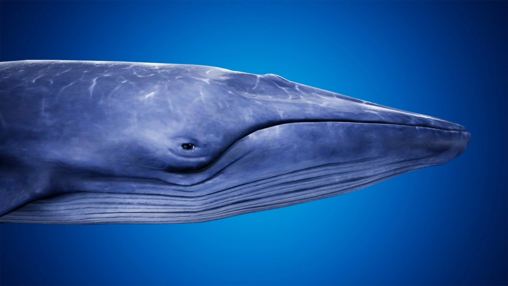 Cặp đôi cá voi xanh bơi song hành dưới đáy biển