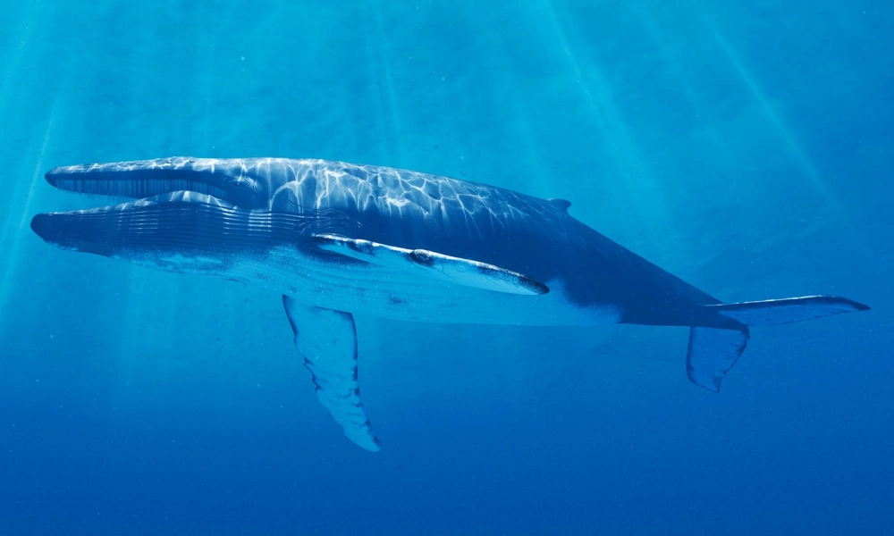 Sự đối lập kích thước giữa cá voi xanh và tàu thuyền