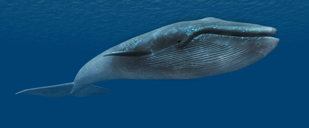 Cận cảnh đuôi cá voi xanh khi lặn xuống biển sâu