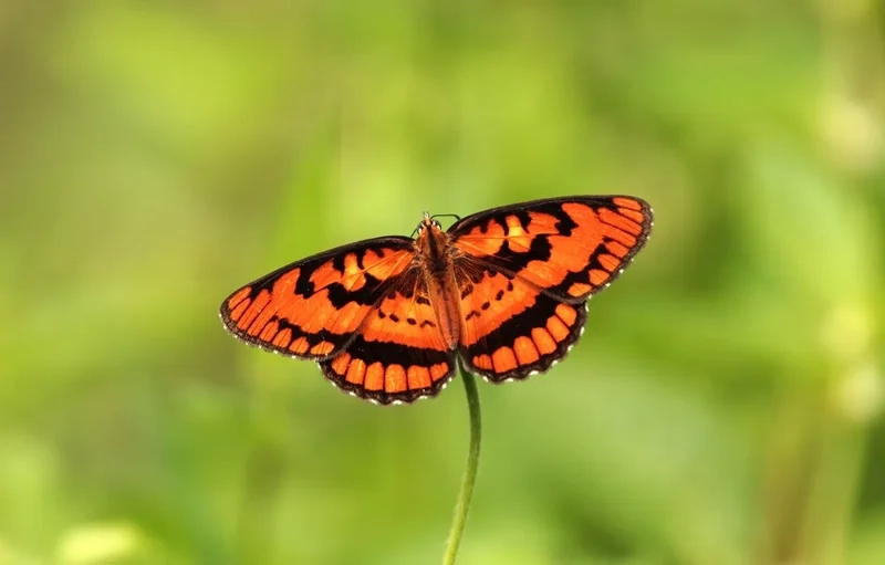 Sắc màu rực rỡ với cánh bướm màu sắc