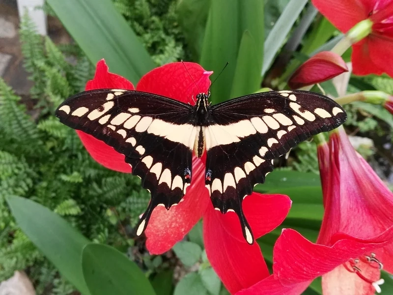 Hòa mình với thiên nhiên cùng cánh bướm thiên nhiên