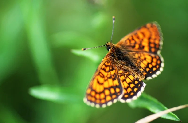 Nổi bật giữa muôn hoa là cánh bướm nổi bật