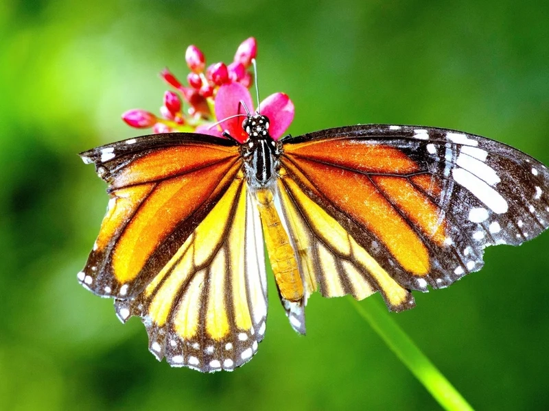 Khám phá kiến thức từ cánh bướm khoa học