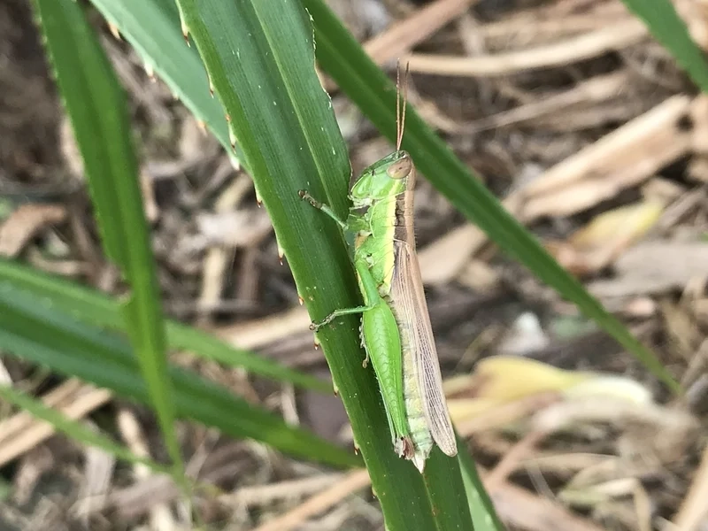 Ngắm cào cào cận cảnh chi tiết từng đường nét
