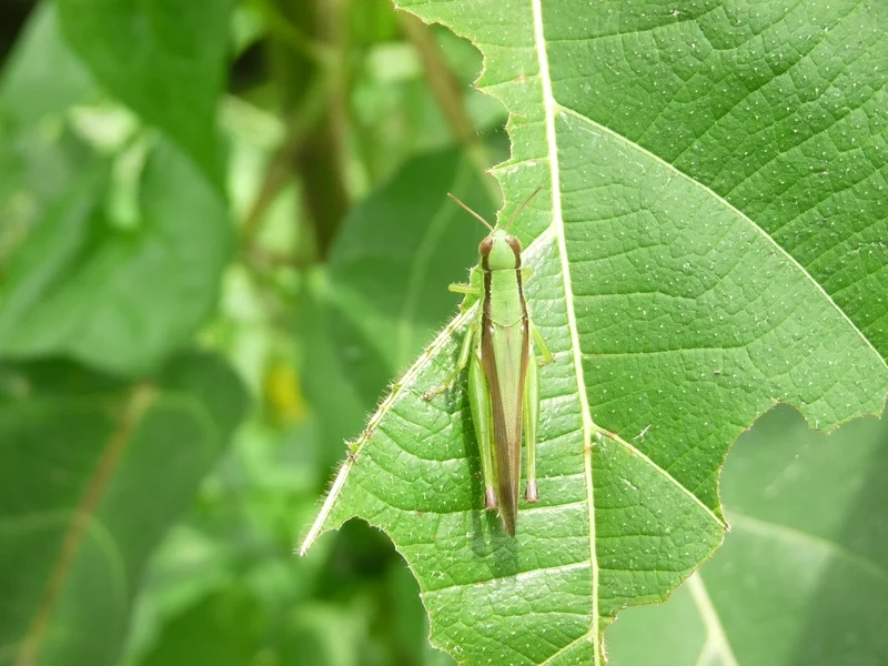 Khám phá cào cào việt nam rực rỡ giữa lá xanh