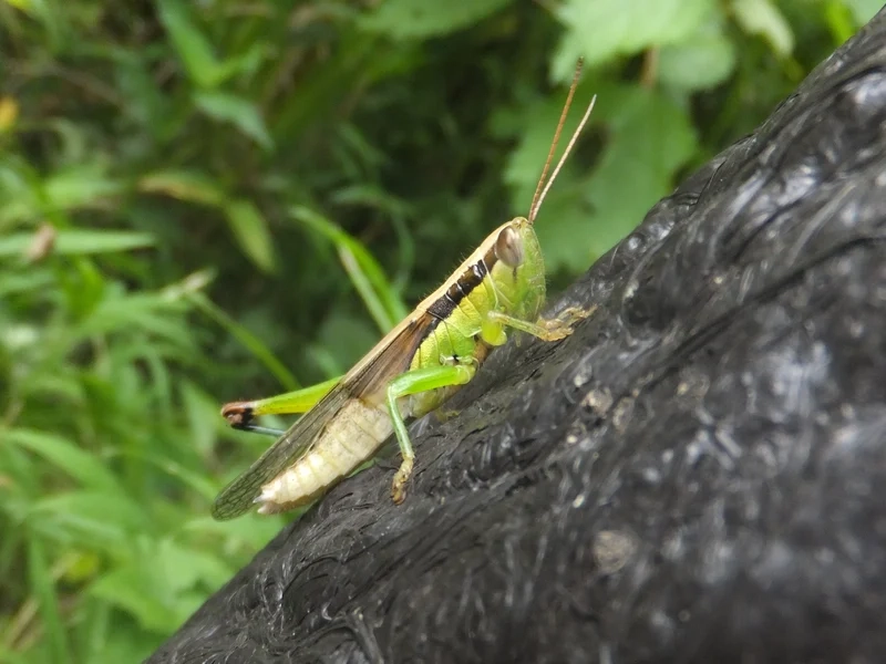 Sáng tạo nghệ thuật với cào cào nghệ thuật độc đáo