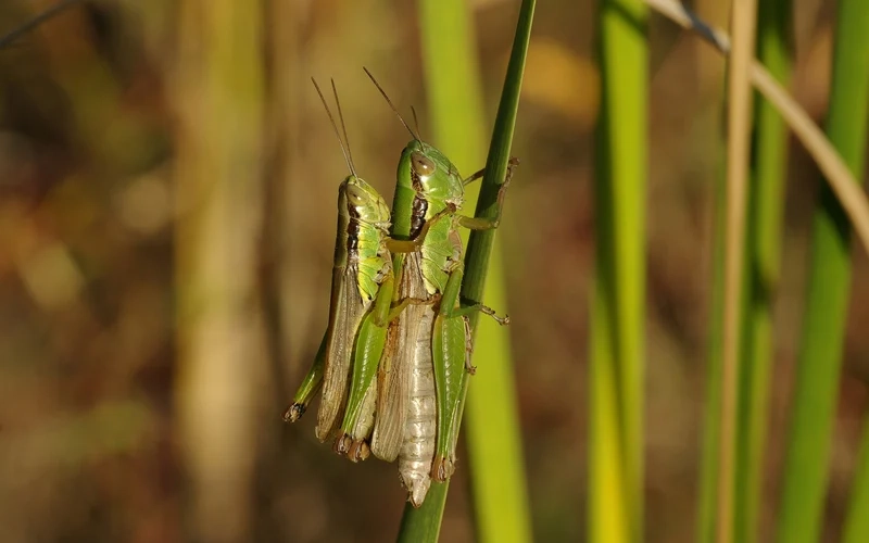 Khám phá cào cào môi trường sống phong phú