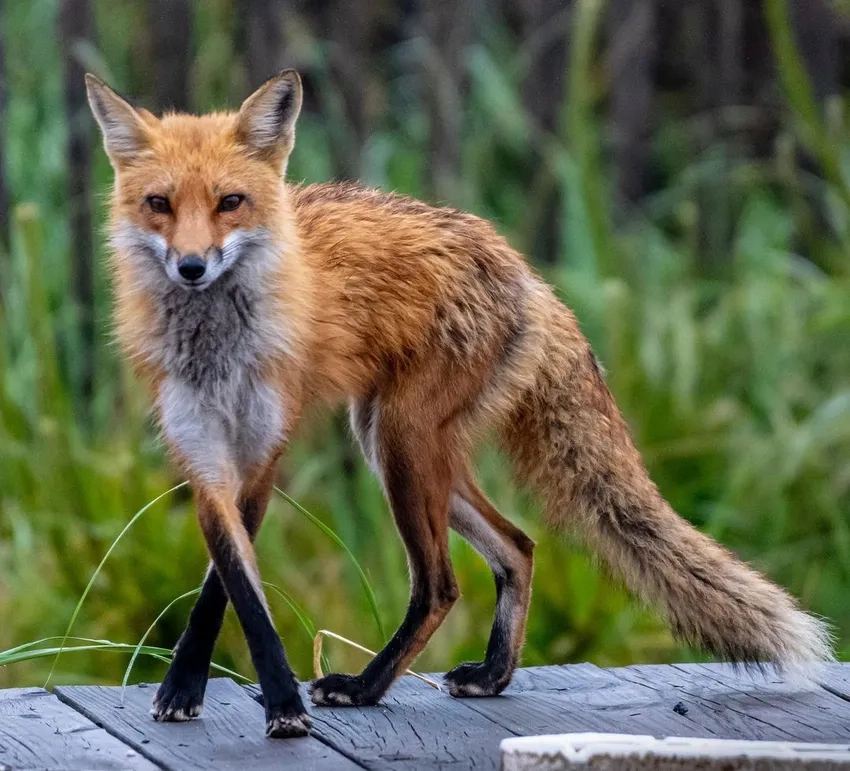 Ảnh cáo đỏ hoang dã săn mồi giữa rừng già