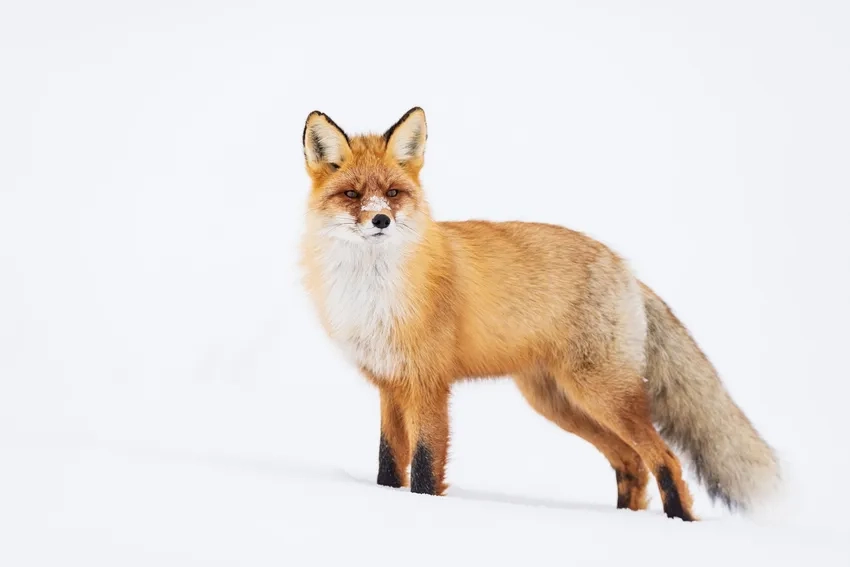 Hình cáo đỏ đẹp ghi lại vẻ uyển chuyển của loài
