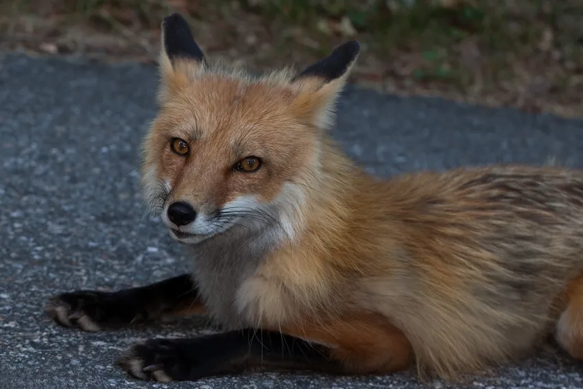 Ảnh cáo đỏ bản quyền miễn phí dễ dàng tải về