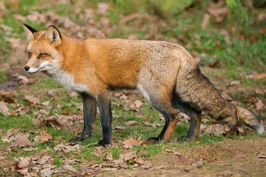 Cáo đỏ hành vi săn mồi thể hiện bản năng tinh nhanh