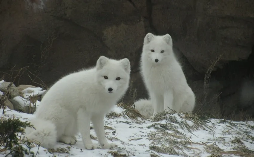 Cao tuyết trắng muốt trong cảnh tuyết phủ ngập tràn