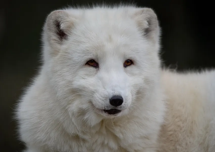 Ảnh cáo tuyết đẹp như bước ra từ câu chuyện cổ tích