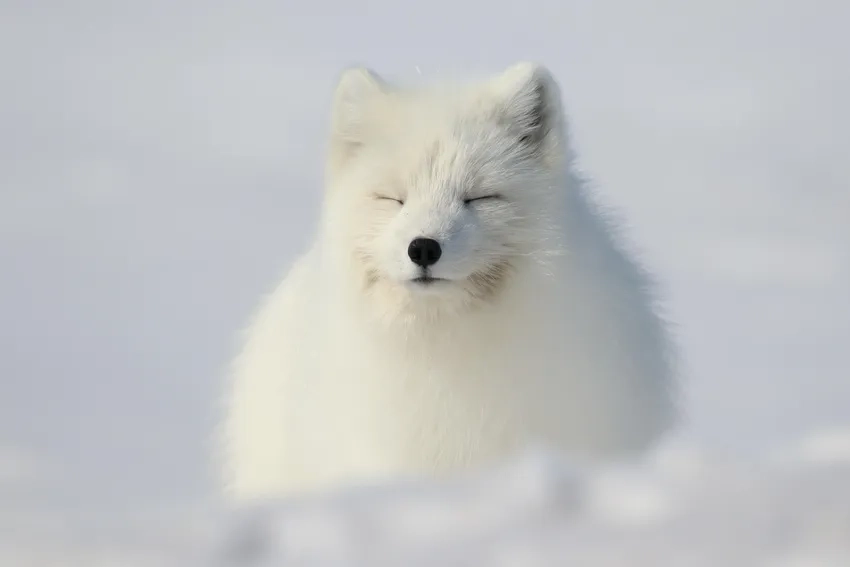 Khám phá vẻ đẹp tự nhiên của ảnh cáo tuyết trắng xinh